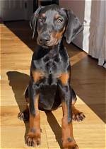 Britney Doberman: the Rising Star of Canine Companionship