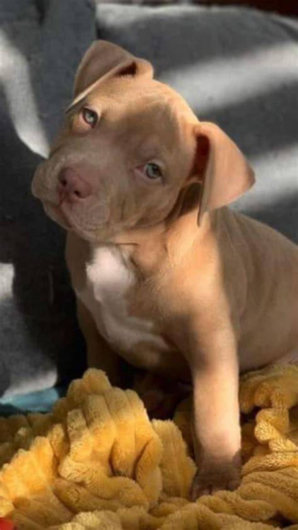 Cute Pitbull: the Adorable Companion You Never Knew You Needed