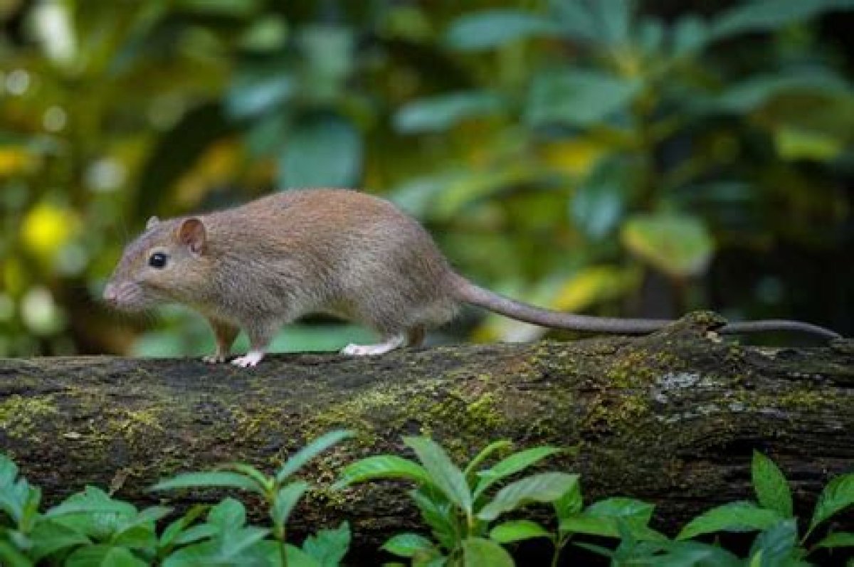 Discovering the Unique World of Tree Rat Pepper