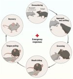 Exploring the Enigmatic Behavior of Mice: the Curious Case of Tidying up Sheds