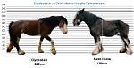 Height and Athleticism in Cari Champion Horses