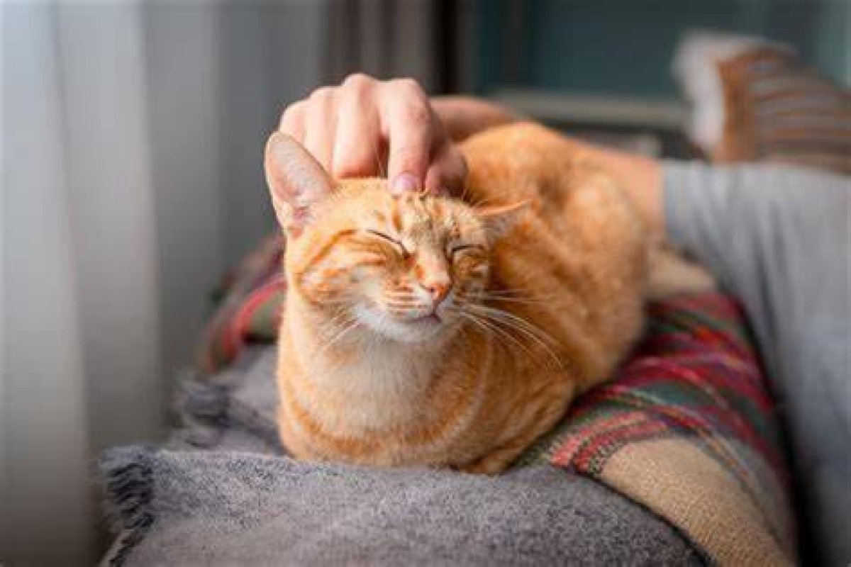 Home2 Cat Friendly: Your Home for a Happy Cat