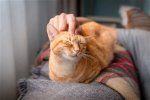 Home2 Cat Friendly: Your Home for a Happy Cat