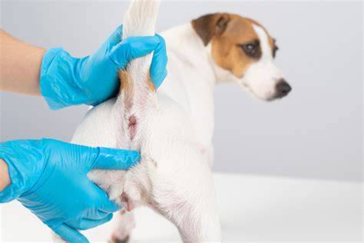 How Do You Squeeze a Dog's Anal Glands? a Comprehensive Guide for Pet Owners