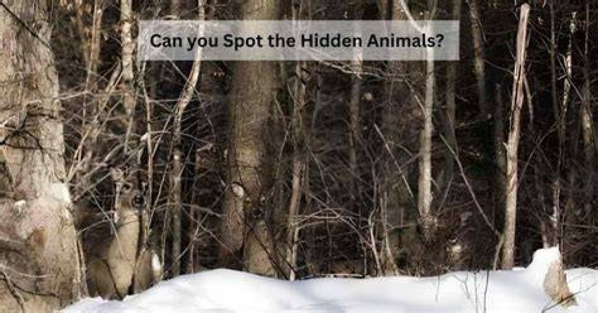 Is There a Hidden Animal on Every Jeep? Celebrity |