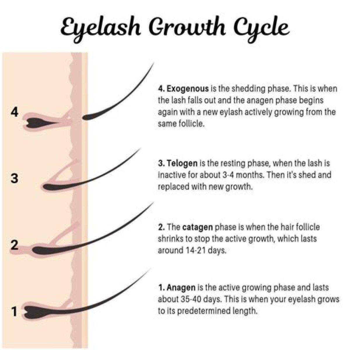 Lash Grow: the Ultimate Guide to Achieving Longer and Thicker Lashes