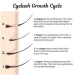 Lash Grow: the Ultimate Guide to Achieving Longer and Thicker Lashes