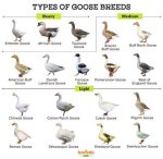 List of Goose Breeds - Alchetron, the Free Social Encyclopedia ·