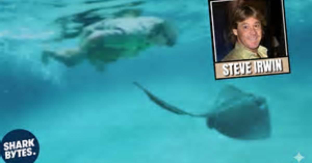 Stingray Steve Irwin: the Legacy of a Wildlife Warrior