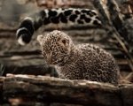 The Enigmatic World of Jack Leopards: Discovering the Legacy and Impact