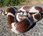 The Fascinating Encounter of a Snake That Ate a Deer