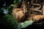 The Surprisingly Slow: Unveiling the World's Slowest Animal