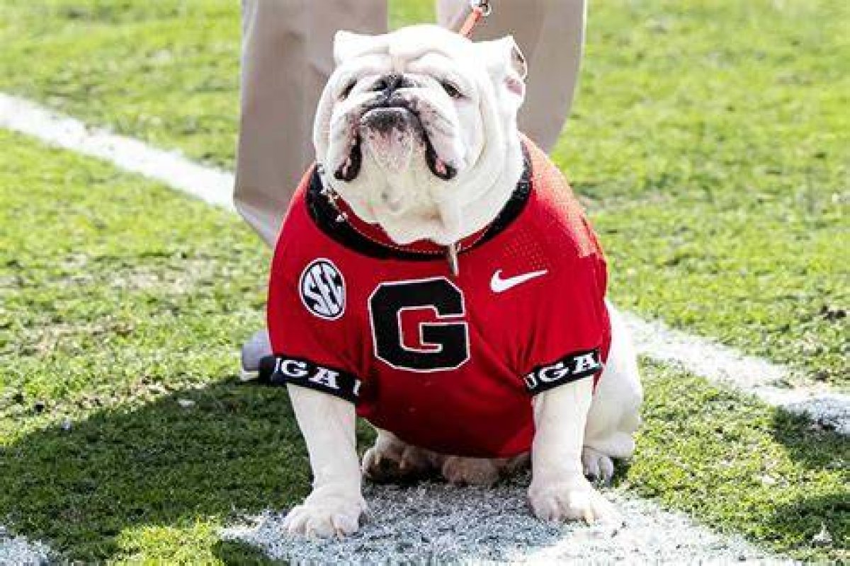 The Uga Mascot: a Symbol of Tradition and Spirit in College Football