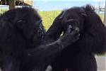 Tonka Chimp Crazy: the Unforgettable Journey of a Remarkable Primate
