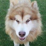 Tydus the Alaskan Malamute | Webblog
