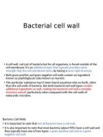 Understanding the Absence of Cell Walls in Animal Cells