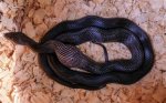 Understanding the Chicken Snake: an in-Depth Look at This Unique Species