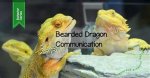 Understanding the Social Behavior of Bearded Dragons