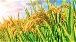 Unlocking the Secrets to Higher Rice Yields and Enhanced Profits