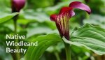 Unveiling the Enchanting World of Flowers Native to Africa