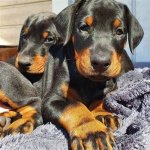 Unveiling the Secrets of Craigslist Doberman Puppies: a Journey of Discovery